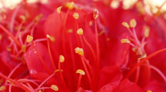 rose of venezuela brownea LOTUSWEI flower essence naples botanical garden