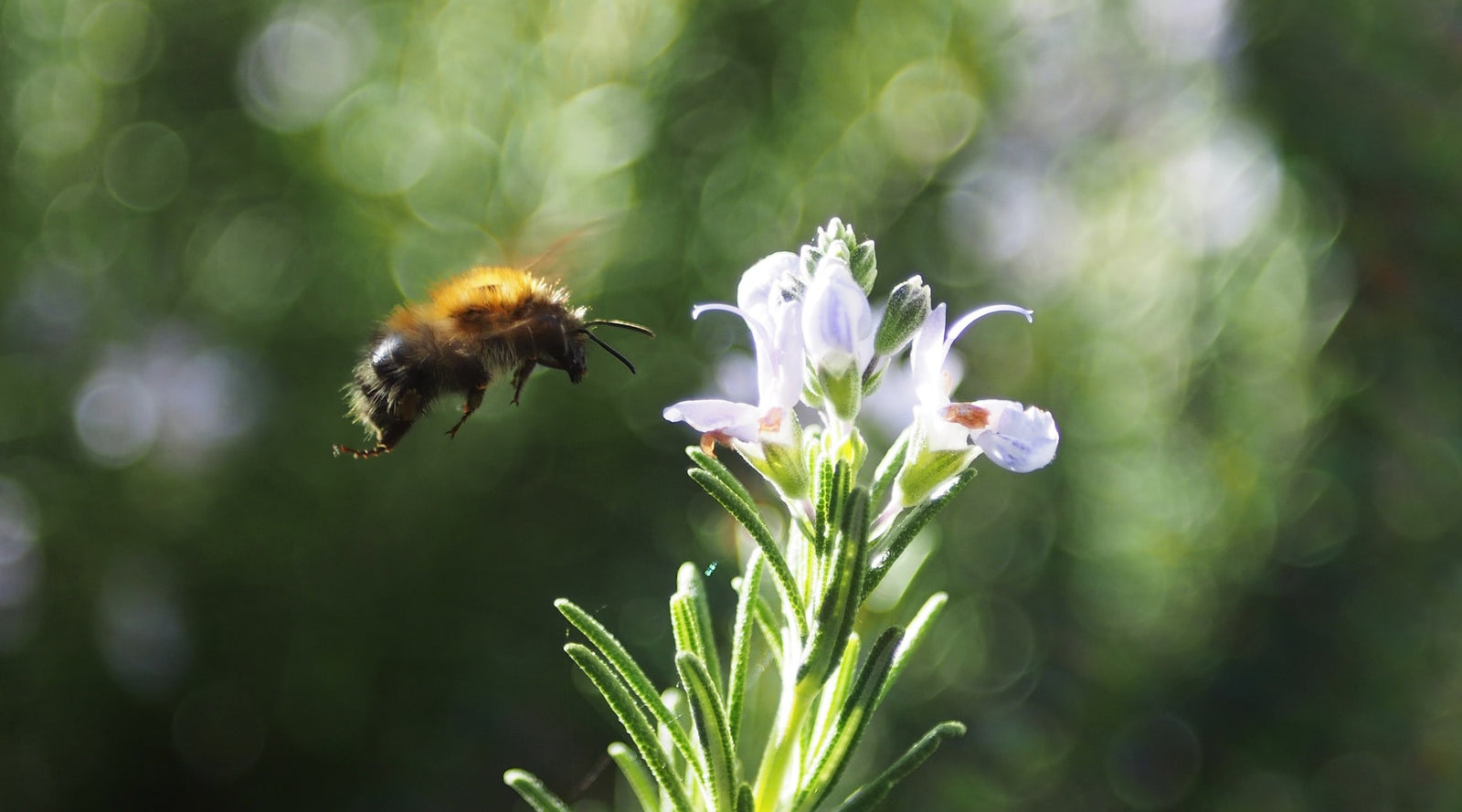 ROSEMARY FLOWER ESSENCE