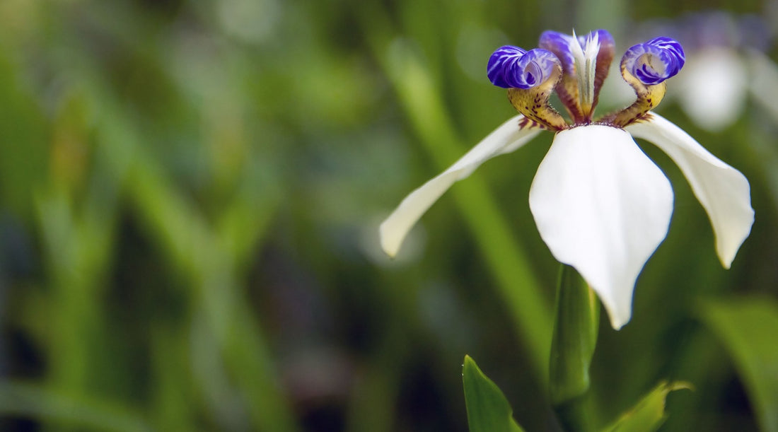 RUNNING IRIS FLOWER ESSENCE