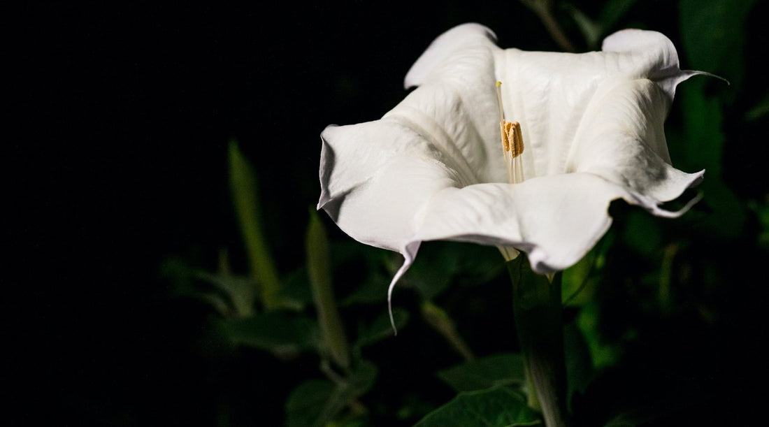 SACRED DATURA FLOWER ESSENCE