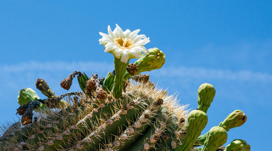 SAGUARO CACTUS FLOWER ESSENCE