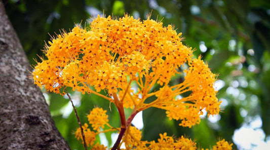 EMPRESS OF FLOWERS