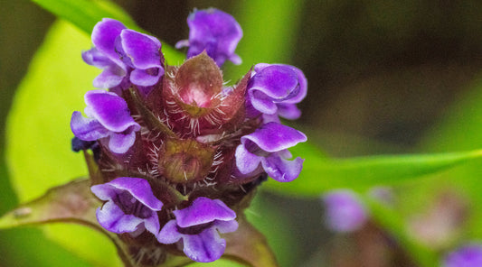 self heal LOTUSWEI flower essence