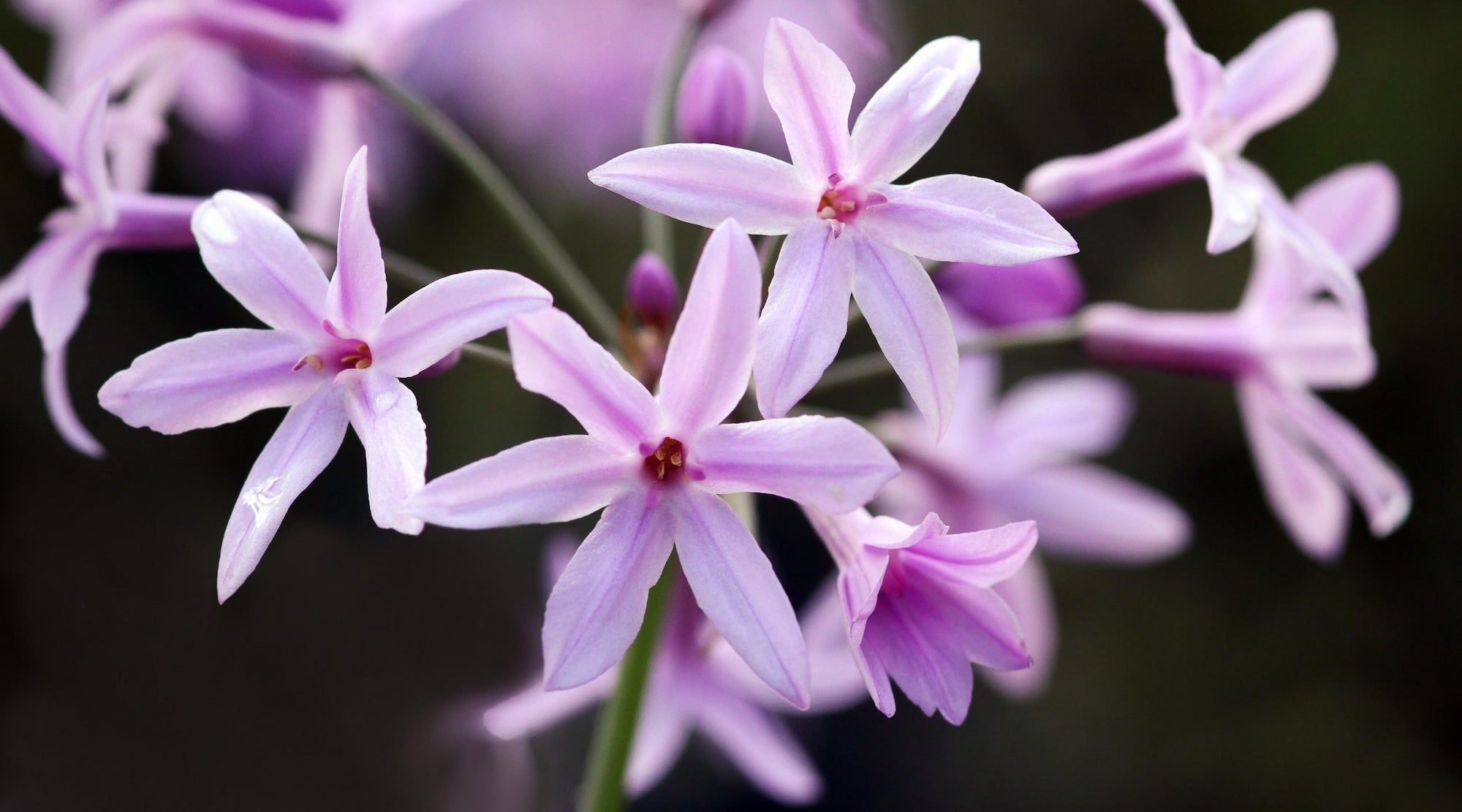 SOCIETY GARLIC FLOWER ESSENCE