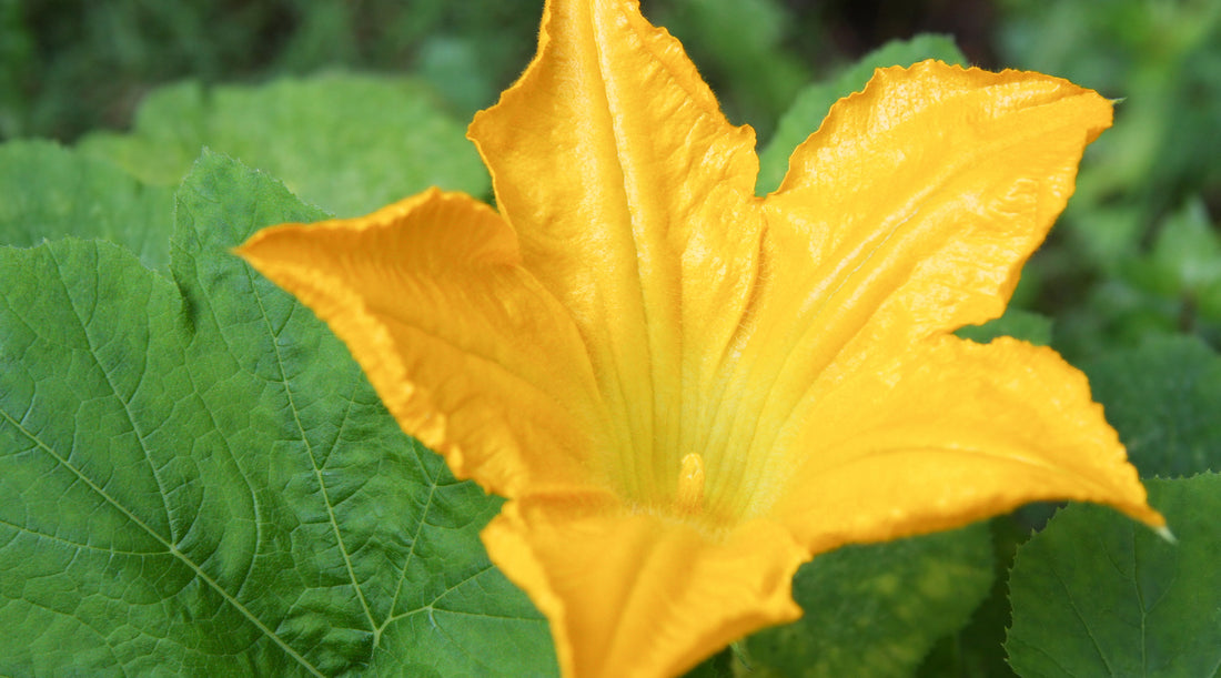 squash blossom LOTUSWEI flower essences