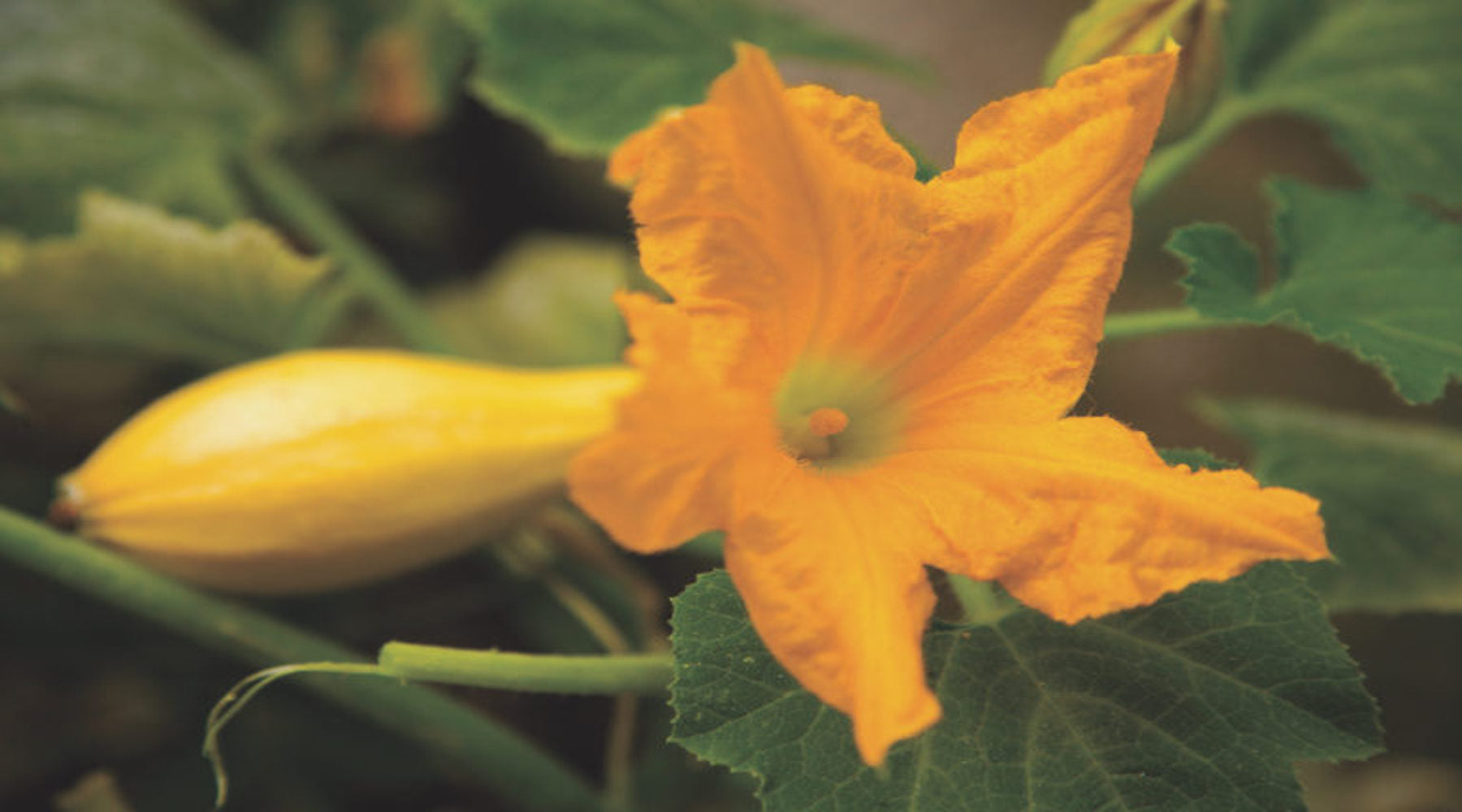 Delicious Squash Blossom Recipe for Any Occasion
