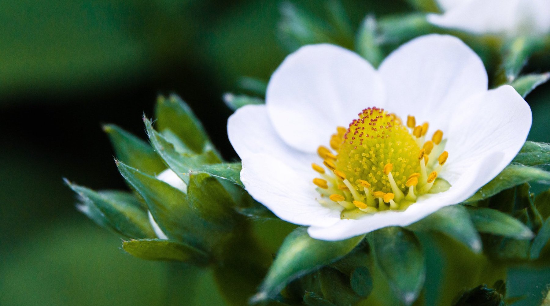 Strawberry Blossom Flower Essence LOTUSWEI