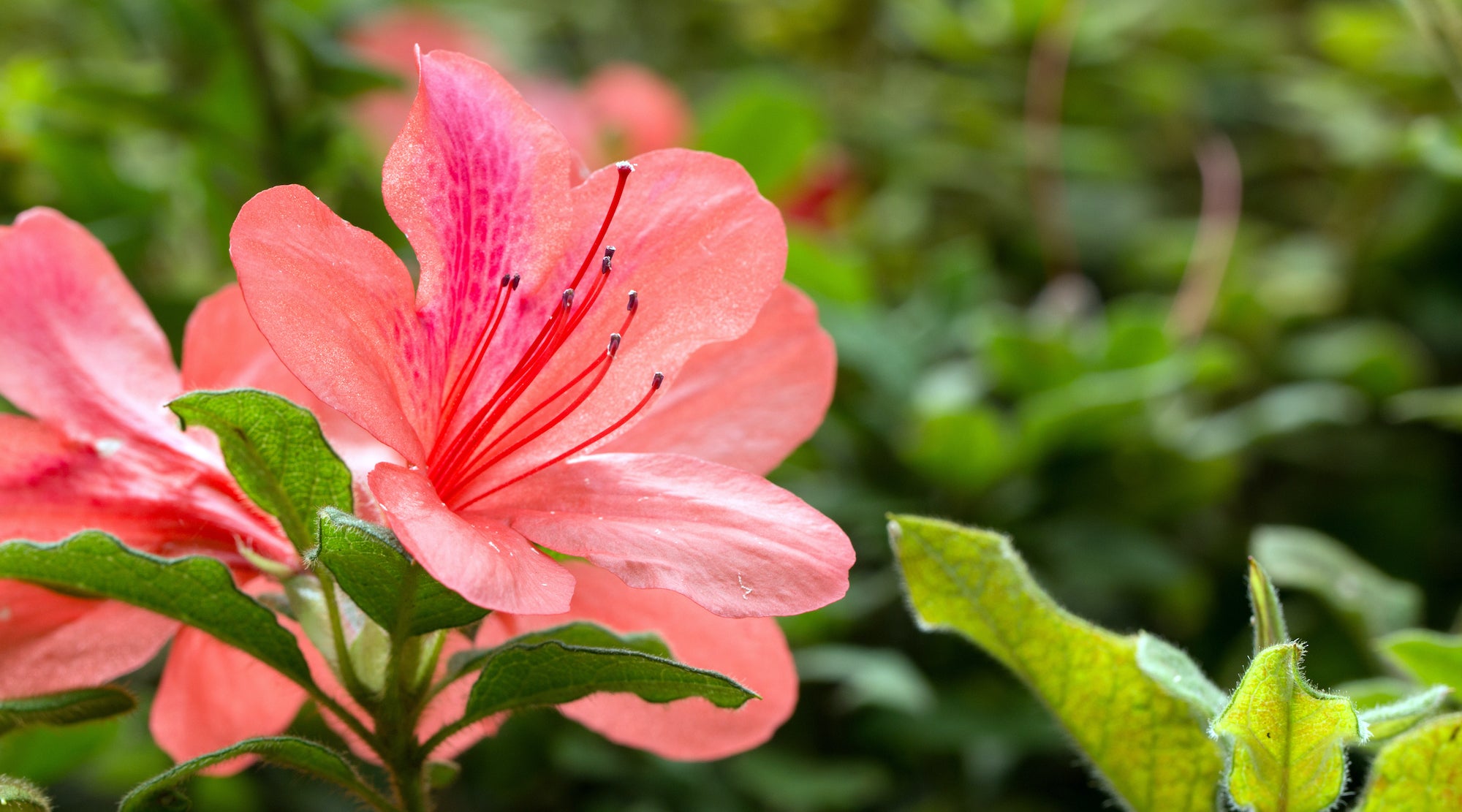 TAIWANESE AZALEA FLOWER ESSENCE