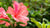 TAIWANESE AZALEA FLOWER ESSENCE