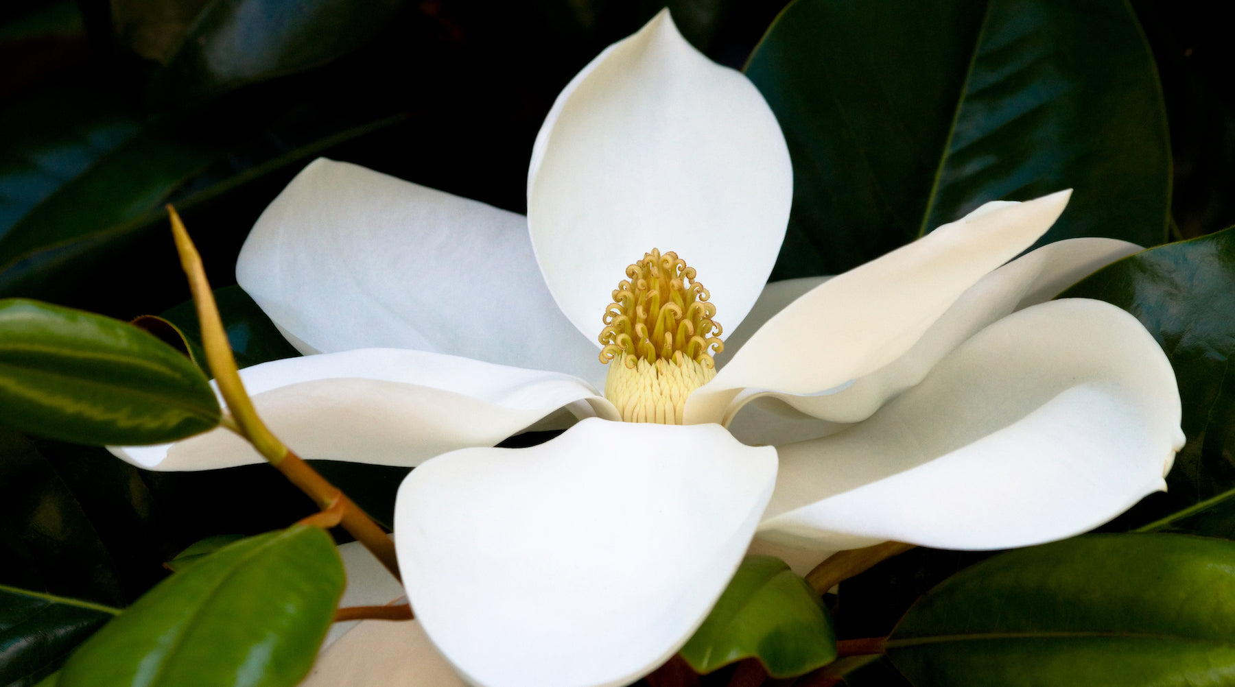 White Magnolia Flower Essence | LOTUSWEI