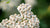 YARROW FLOWER ESSENCE