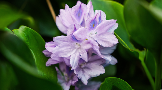 WATER HYACINTH FLOWER ESSENCE