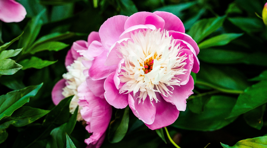BOWL OF BEAUTY FLOWER ESSENCE