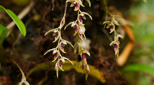 BULBOPHYLLUM ROSEOPICTUM FLOWER ESSENCE