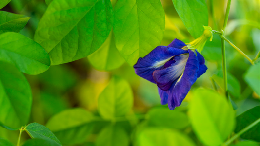 BUTTERFLY PEA FLOWER ESSENCE