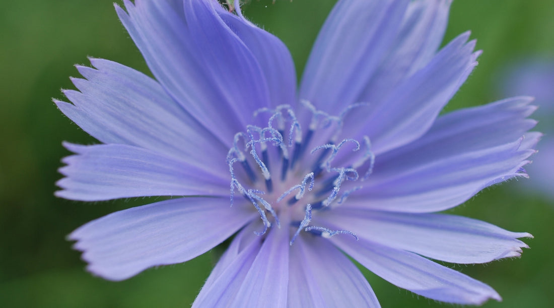 CHICORY FLOWER