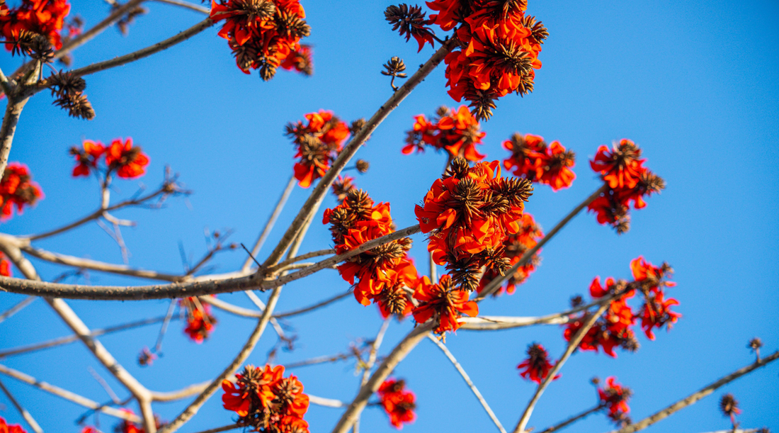 CORAL TREE FLOWER ESSENCE