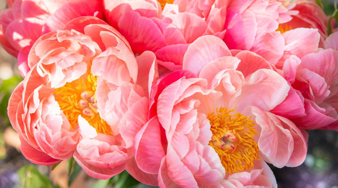 peony LOTUSWEI flower essences