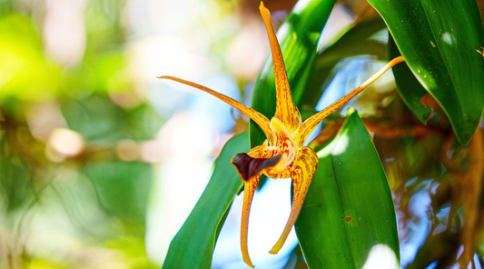 DENDROBIUM AMPLUM FLOWER ESSENCE