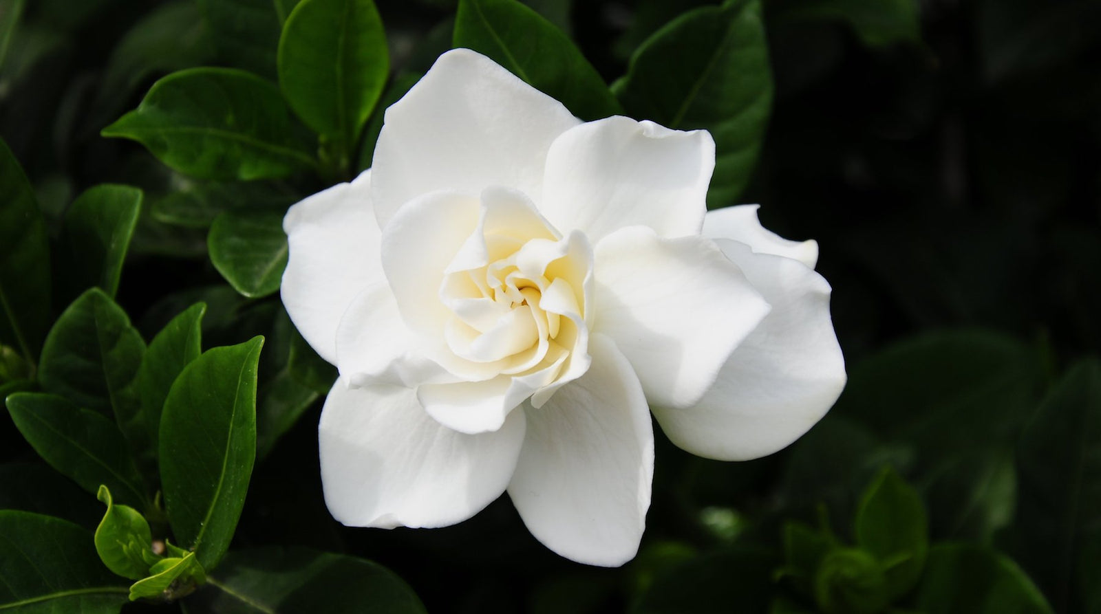 Gardenia flower clearance