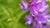 iceland vicia LOTUSWEI flower essence