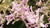 shower of orchids LOTUSWEI flower essence naples botanical garden