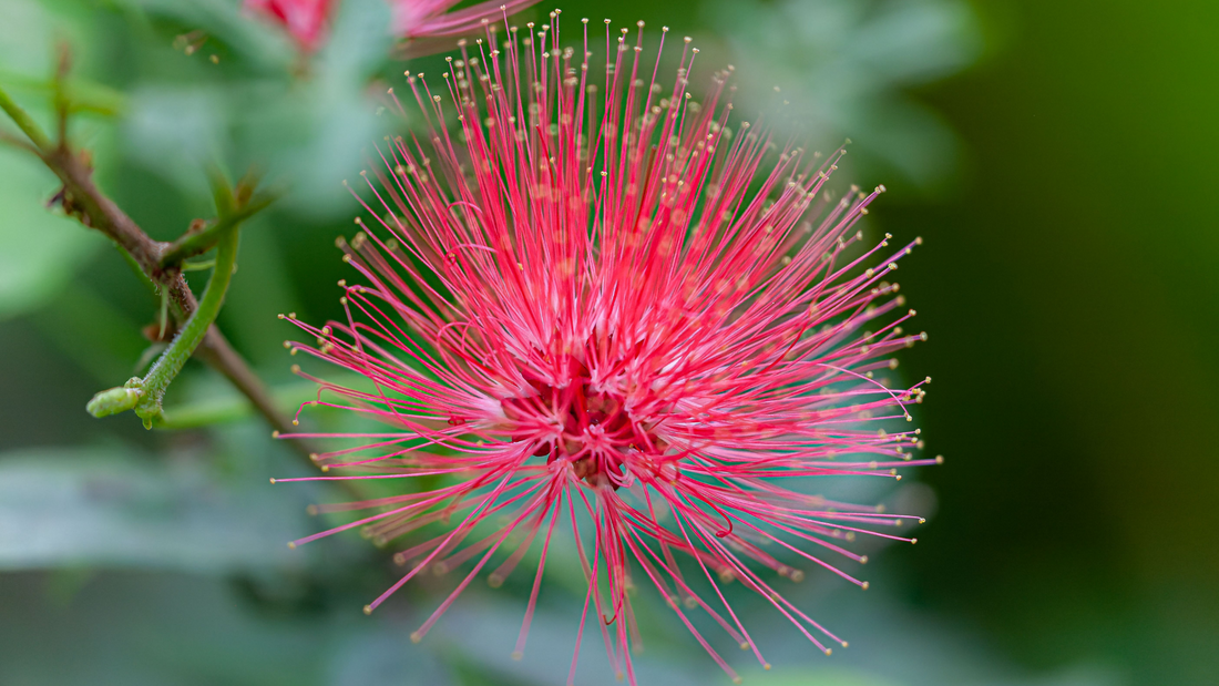 FAIRY DUSTER FLOWER ESSENCE