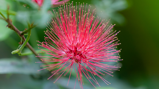 FAIRY DUSTER FLOWER ESSENCE