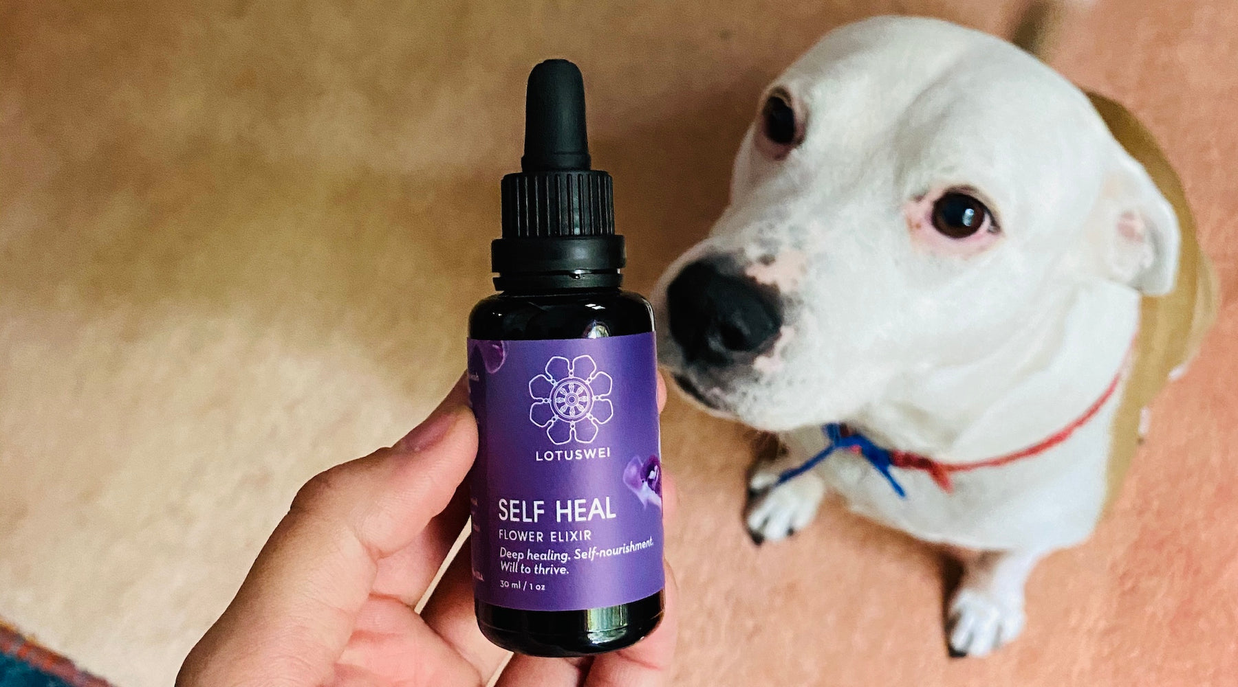 FLOWER ESSENCES FOR DOGS + CATS - Feline Calming Flower Essences Uses