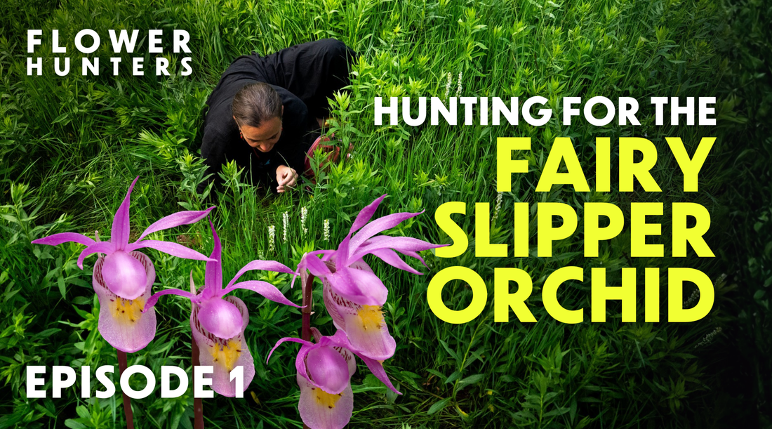 FLOWER HUNTERS: Will we find the elusive Fairy Slipper Orchid? Season 1 Episode 1
