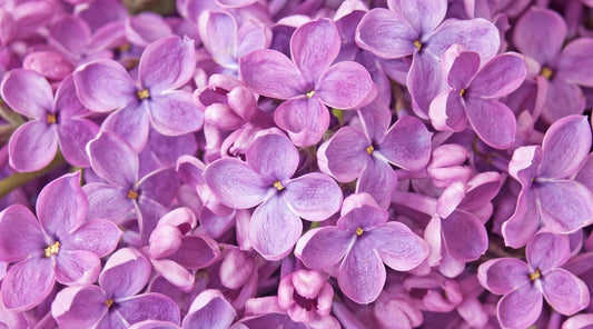 LILAC FLOWER ESSENCE: MEANING, BENEFITS & HOW TO USE