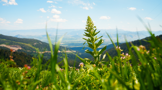 MONUMENT PLANT FLOWER ESSENCE