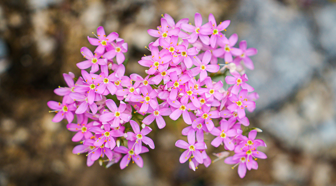MOUNTAIN PINK FLOWER ESSENCE