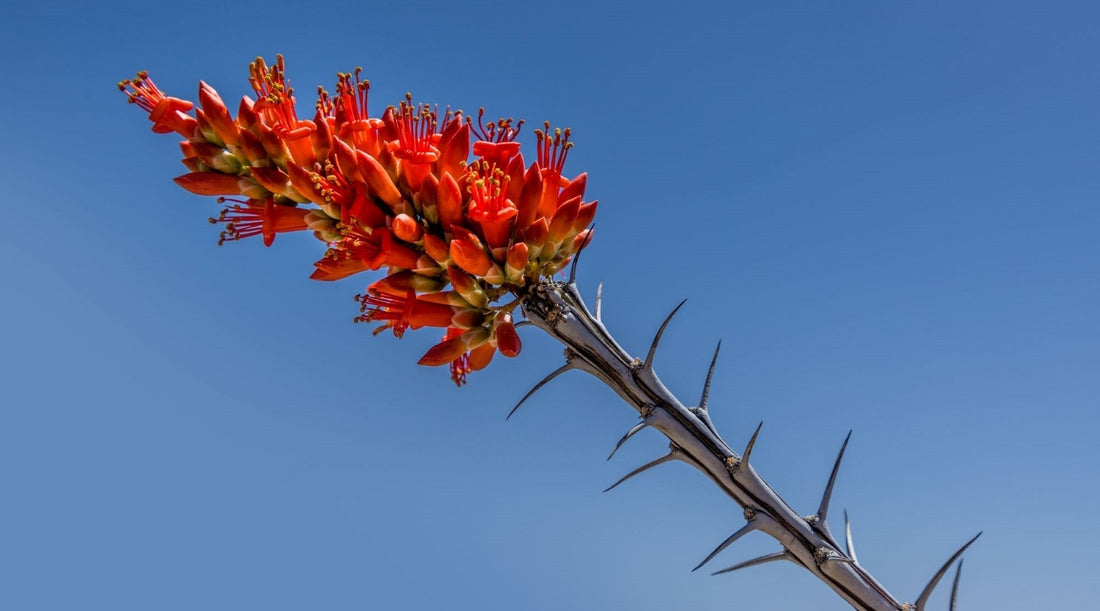 OCOTILLO FLOWER ESSENCE