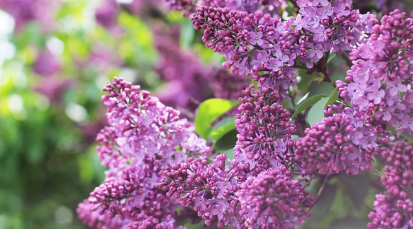LILAC FLOWER ESSENCE