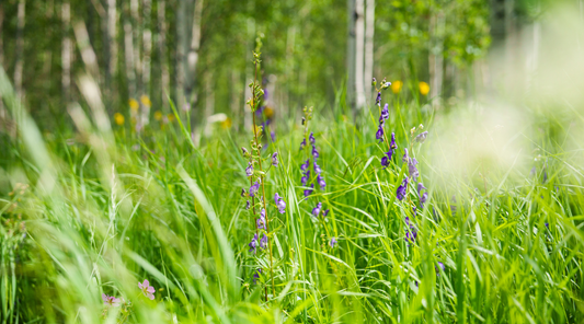 PURPLE MONKSHOOD FLOWER ESSENCE