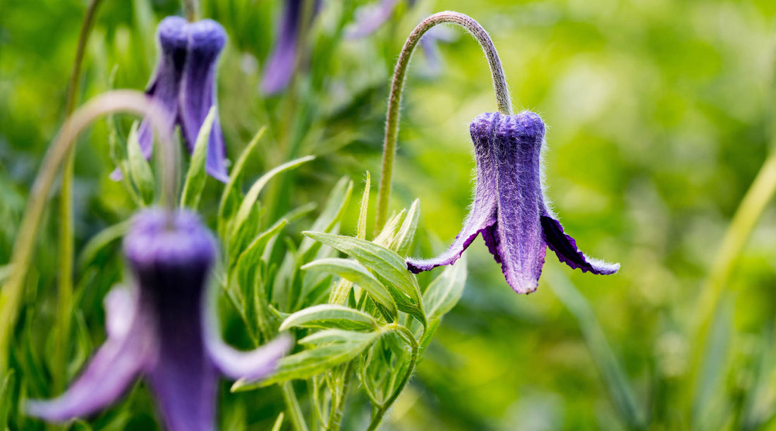 SUGARBOWL CLEMATIS FLOWER ESSENCE