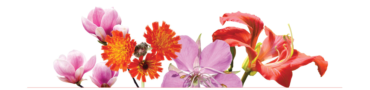 Flowers symbolizing Infinite Love