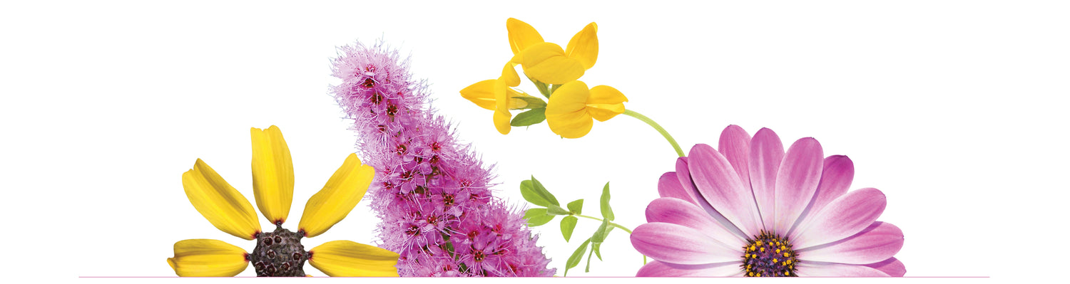 Flowers symbolizing Joy Juice
