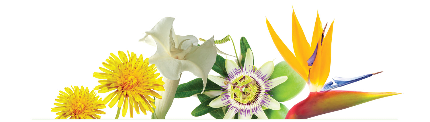 Flowers symbolizing Quiet Mind