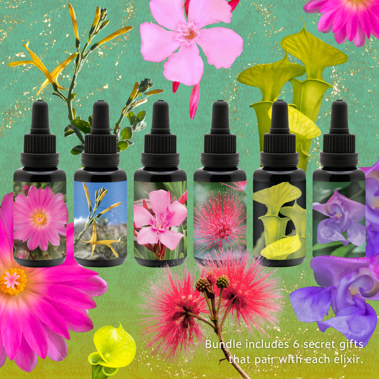 FLOWEREVOLUTION International 6-month Bundle