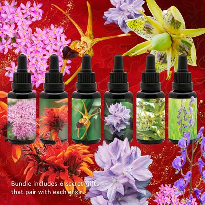 FLOWEREVOLUTION International 6-month Bundle