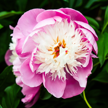 Bowl of Beauty Flower Essence Elixir