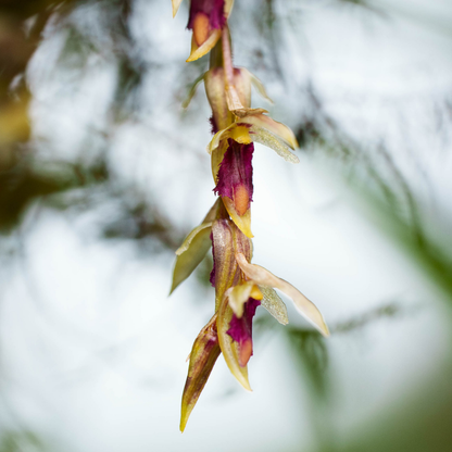 Bulbophyllum Roseopictum Flower Essence Elixir