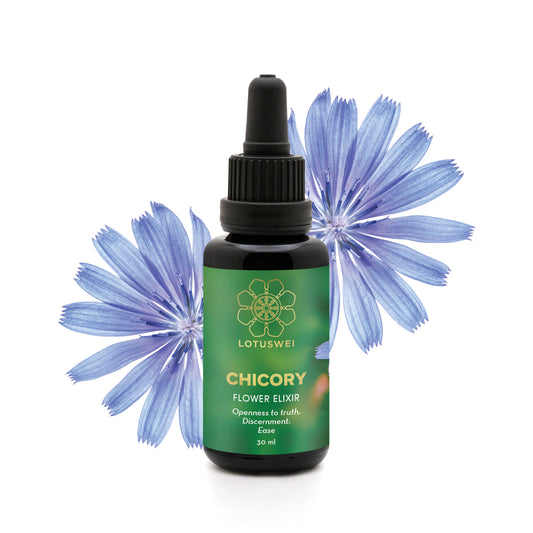 Chicory Flower Elixir