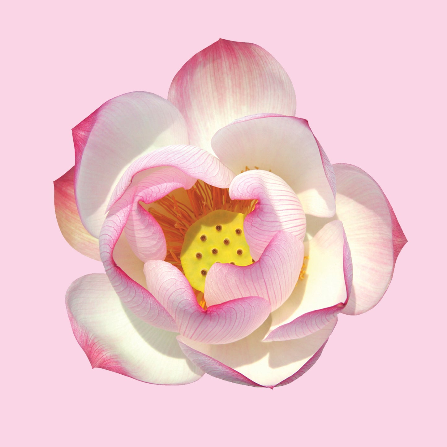 Captivator Kit: Love Bath + Anointing Oil