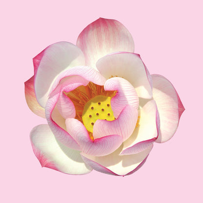 Captivator Kit: Love Bath + Anointing Oil