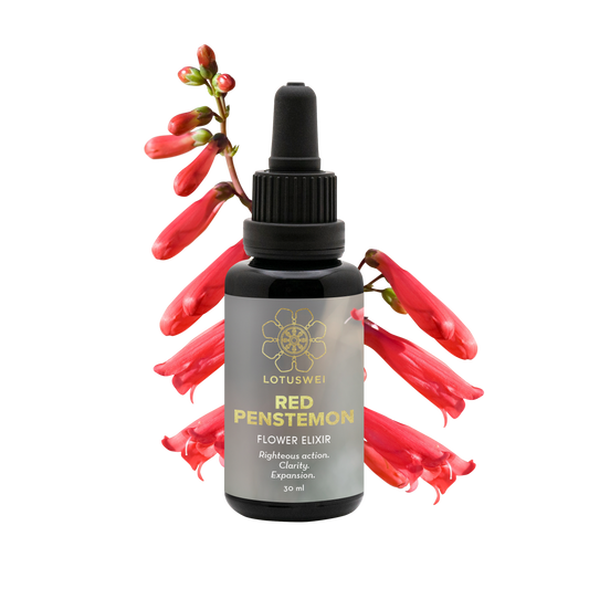 Red Penstemon Flower Elixir
