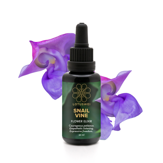 Snail Vine Flower Elixir