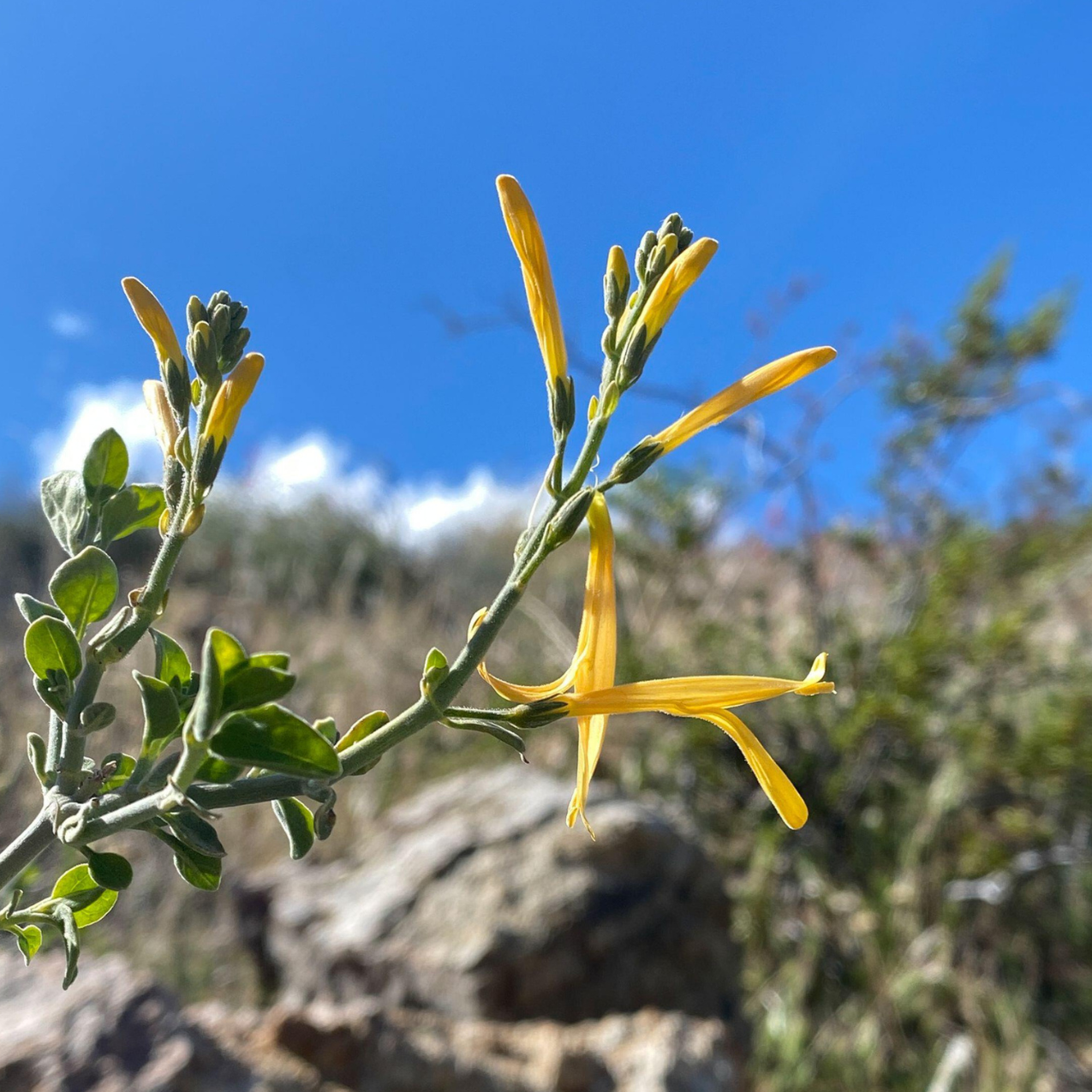 Yellow Chuparosa Flower Elixir
